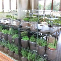 35 Restaurant Herb Gardens ideas | growing herbs, herb garden, her