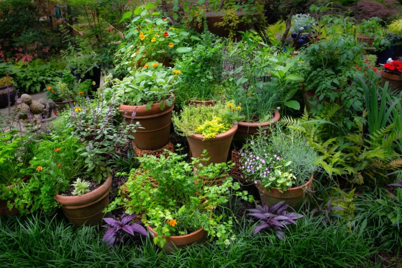 Creating Herb Gardens with Containers – Merrifield Garden Cent