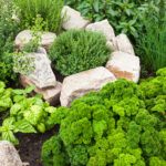 Herb Gardening 101 | Co+