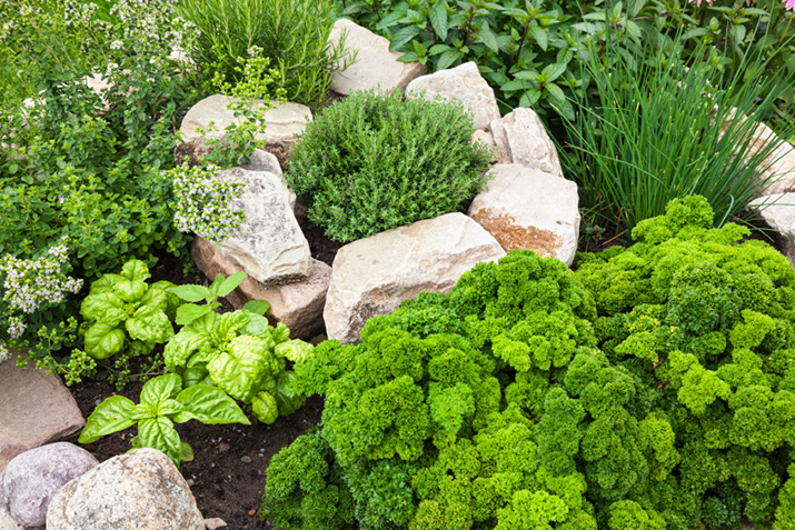 Herb Gardening 101 | Co+