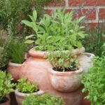 Herb Garden Basics: Growing Herbs Indoors & Outdoors | Garden Desi