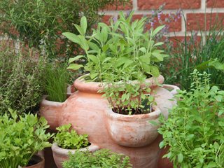 Herb Garden Basics: Growing Herbs Indoors & Outdoors | Garden Desi