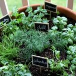 Indoor Herb Gardens: A How-To Guide - Have A Pla