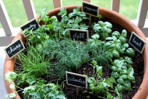 Indoor Herb Gardens: A How-To Guide - Have A Pla