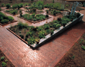 Herbs in Southern Gardens | UGA Cooperative Extensi