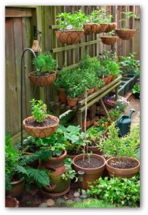 Hanging veg, didn't think of that, unless the topsy turvy counts .