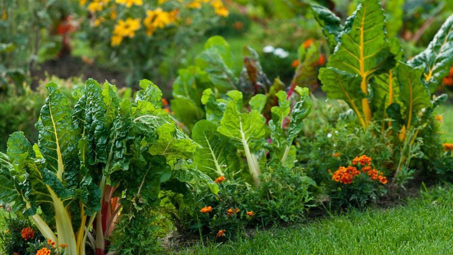 15 Vegetable Garden Ideas – Forbes Ho