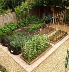 23 Home vegetable garden ideas in Sri Lanka | vegetable garden .