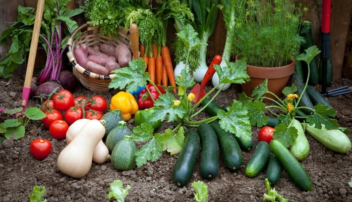 6 key importance of home gardens – Let's help you plant o