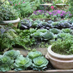 Vegetable Gardening in Florida Series - Gardening Solutions .