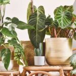 Indoor garden ideas: 9 ways to create a plant-filled haven