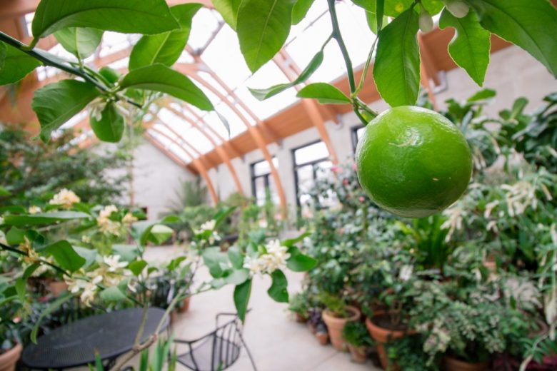 4 Indoor Gardens to Escape the New England Winter - New Engla