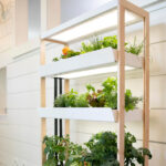 An Indoor Garden That Fits Anywhere in Your Ho