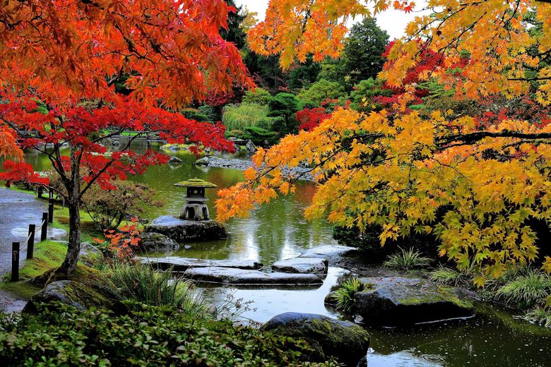 Exploring the Tranquil Beauty of Japanese Gardens