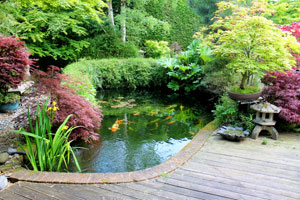 Building Koi Ponds / Construction: Japanese Garden Desi