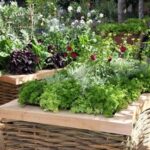Planning a kitchen garden: from layouts to the best crops | Homes .