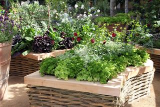 Planning a kitchen garden: from layouts to the best crops | Homes .