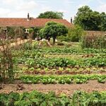 Kitchen garden - Wikiped
