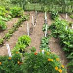 Beginning Vegetable Garden Basics: Site Selection and Soil .