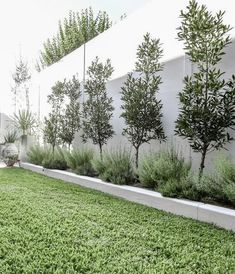 400 L: Fenceline Landscaping ideas in 2024 | garden design .