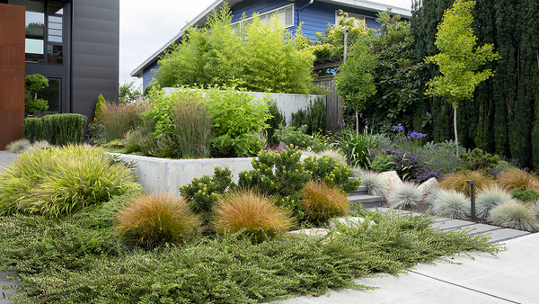 Planting Plan for a Bold, Modern Garden - FineGardeni