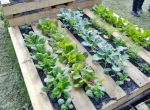 How to Make a Wood Pallet Garden - New Engla