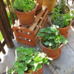 Planning for a Patio Garden: Tips for Growing Easy Veggies in Pots .
