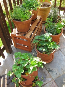 Planning for a Patio Garden: Tips for Growing Easy Veggies in Pots .