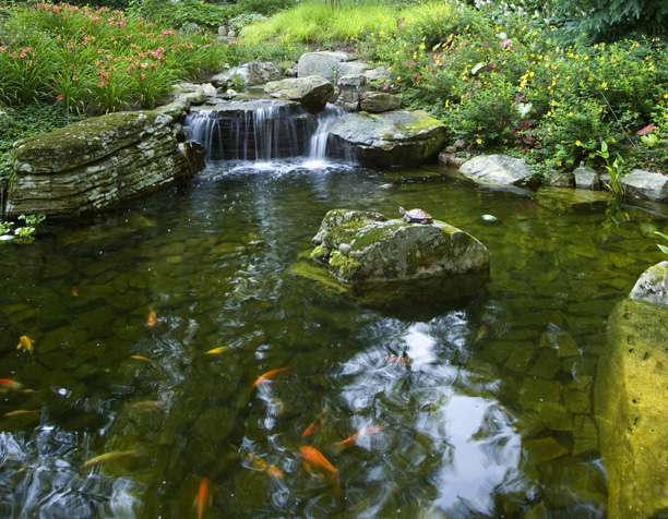 Garden Pond Design Ti