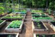 Raised Bed Garden from A - Z | What to Know | joe gardener