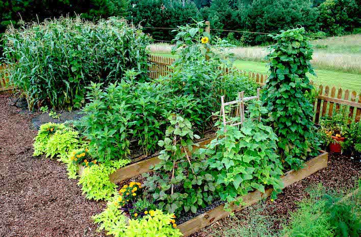 Raised Bed Garden from A - Z | What to Know | joe gardener