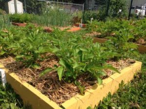 Bulletin #2761, Container Gardening Series: Gardening in Small .