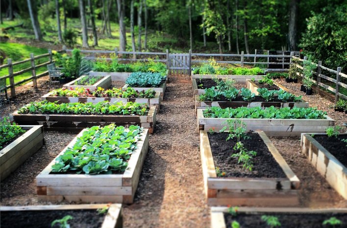 The Benefits of Raised Bed Gardening: Why It’s a Game-Changer for Your Plants