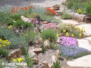 Rock gardens can feature a wide variety of xeric plants | Rock .