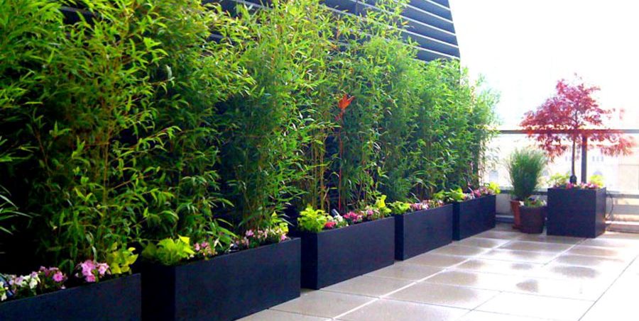 Guide to Rooftop Gardens | Garden Desi