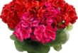 Vibrant Floral Arrangements for Every Occasion